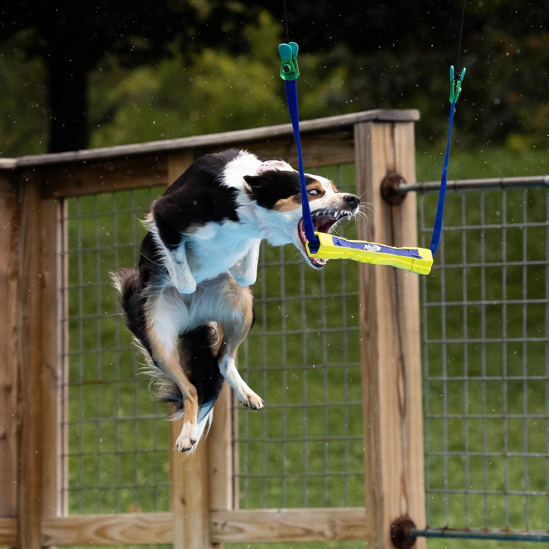 Dog leaping off dock into water at dock diving event